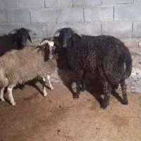 بره نر صادراتی