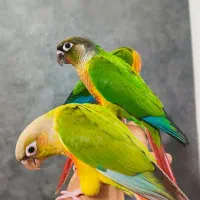 گیر ینچیک فول دستی،آناناسی و یلوساید رد