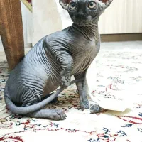 توله گربه ۲ ماهه اسفنیکس