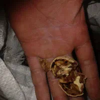 گردواورگانیک بازفت پرچرب مزه عالی|حراج|شوشتر, |دیوار