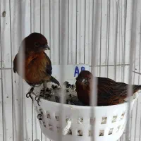 قناری  سرخ. کبالت جفت همراه جوجه