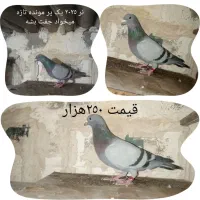 کبوتر پلاکی|پرنده|میاندوآب, |دیوار