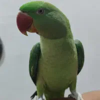 شاه طوطی سخنگو