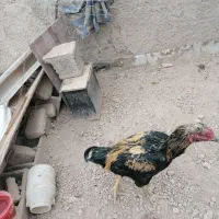 خروس لا ر ی|حیوانات مزرعه|شریفآباد, |دیوار