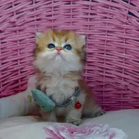 گربه های لوکس iran cats