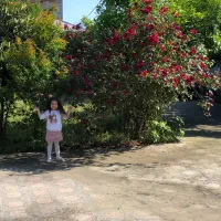 زمین و ویلا و یک باب مغازه سند تک برگ