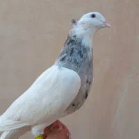 کبوتر طوقی و سینه ای|پرنده|یزد, |دیوار