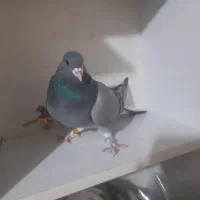 کبوتر خرقه