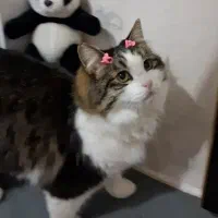 گربه