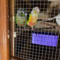 جفت گرینچیک