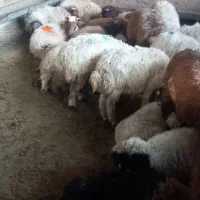‌گوسفند زنده همراه باقصاب وسرویس رایگان