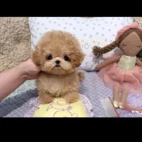 شیتزو توله پامرین عروسکی روباهی|سگ|شیراز, درکی|دیوار