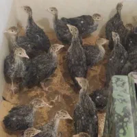 بوقلمون 40روزه