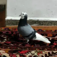 یک جفت شازده سبز