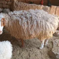 میش چاق جوان