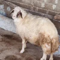 ورن|حیوانات مزرعه|گوآور, |دیوار