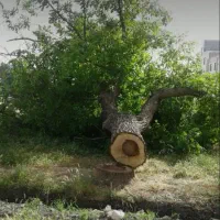 هرس کردن انواع درخت