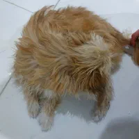 حیوان خانگی|سگ|مشهد, هدایت|دیوار