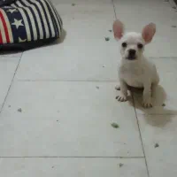 فرنچ بولداگ پلاتینیوم ماده