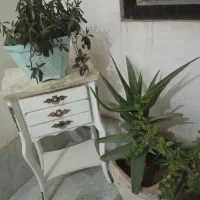 گل طبیعی|گل و گیاه طبیعی|محمدشهر, محمدشهر|دیوار