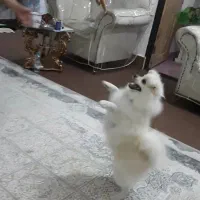 پامرانین کوچولو