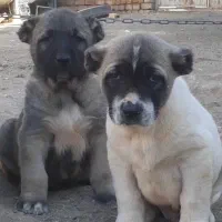 توله سرابی درجه یک