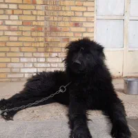 سگ قدرجونی ریشی