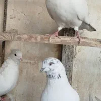 کفتر شمرون