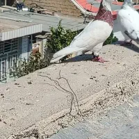 کبوتر طوقی