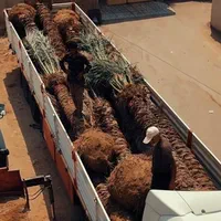 ریشه پرس اصل نخل تضمینی پالم مقاوم فنیکس|خدمات باغبانی و درختکاری|بیرجند, |دیوار