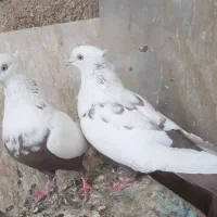 جفت دم قهوه ای|پرنده|فیروزآباد (فارس), |دیوار