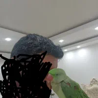 جوجه شاه طوطی دست آموز و اهلی ۳ماهه|پرنده|نقده, |دیوار