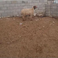 یک راس میش جوان سالم سرحال