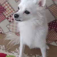 سگ خانگی|سگ|پیر بکران, |دیوار