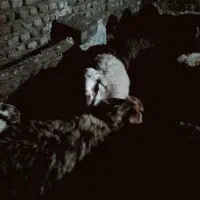 سلام ی راس میش ابستن|حیوانات مزرعه|زرین دشت (همدان), |دیوار