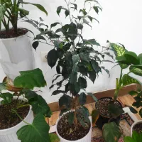 گل طبیعی|گل و گیاه طبیعی|قوچان, |دیوار