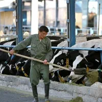 کارگر دامداری