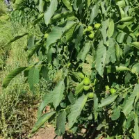تولید نهال ارقام گردو پیوندی بذری
