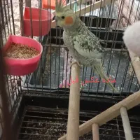 عروس هلندی دستی|پرنده|شهریار, دهشاد پائین|دیوار