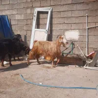 بز آبستن|حیوانات مزرعه|خورموج, |دیوار