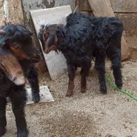 5 عدد بزغاله نر و ماده