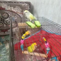 کوتوله برزیلی جفت نرو ماده بادوتا تخم