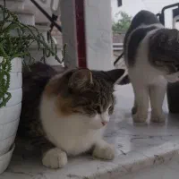 فروش،بچه گربه پرشین ناز خوشکل|گربه|کردکوی, |دیوار