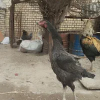 خروس مرغ لاری|حیوانات مزرعه|فشاپویه, |دیوار