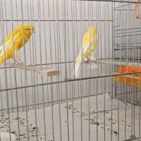 قناری رسمی بازاری