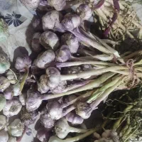 10 کیلو سیر کله قوچی