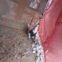 کبوتر|پرنده|اسدآباد, |دیوار