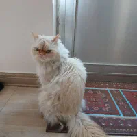 گربه پرشین|گربه|شهرکرد, |دیوار