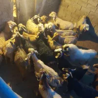 بز داشتی