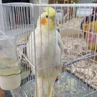 عروس هلندی